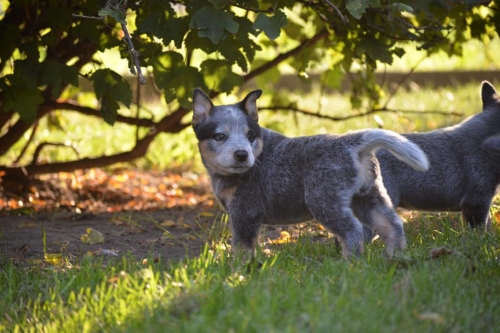 HILLARY - female - 7 weeks old